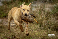 Rose Country Hunt Test 2016