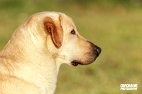 Dog #3 Gus